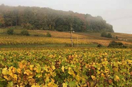 Champagne HARLIN - CHEFFERT - Le Vignoble 